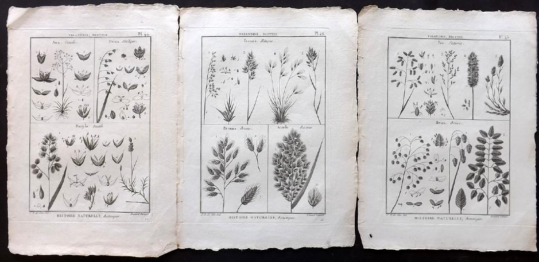 Diderot, Denis C1790 Group of 3 Botanical Prints: Copper Plates Published 1782-1832, Paris for "Encyclopedie Methodique ou par Ordre de Matieres par une Societe de gens de Lettres de Savans et D'Artistes" by Denis Diderot. Paper Size: 13 x 9 inch (33