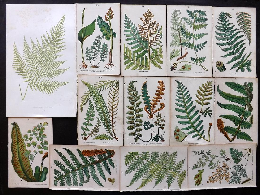 Ferns 1860's Lot of 12 Botanical Prints by Moore & Lowe (1 of 2)