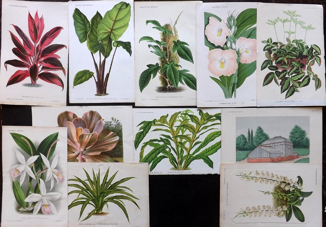 L'Illustration Horticole C1880-90 Lot of 11 Botanicals (1 of 2)