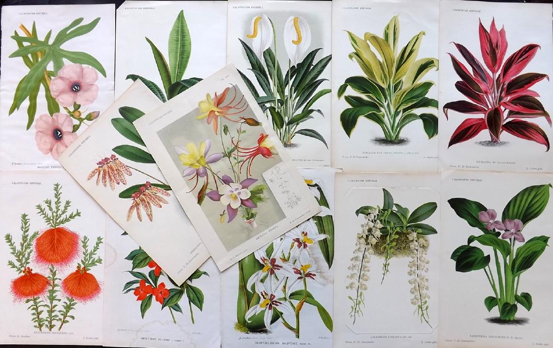 L'Illustration Horticole C1880-90 Lot of 12 Botanicals (1 of 2)