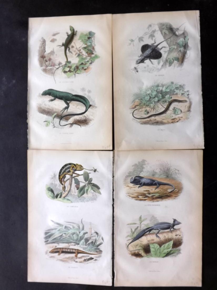 Lacepede, Bernard 1881 Group of 4 HC Reptile Prints: Steel Engraving/Etchings Published 1876-81, Paris for "Histoire Naturelle de Lacepede" by Bernard Germain de Lacepede, Georges Cuvier and A. G. Desmarest. Illustrated by Edouard Travies. Fine hand col