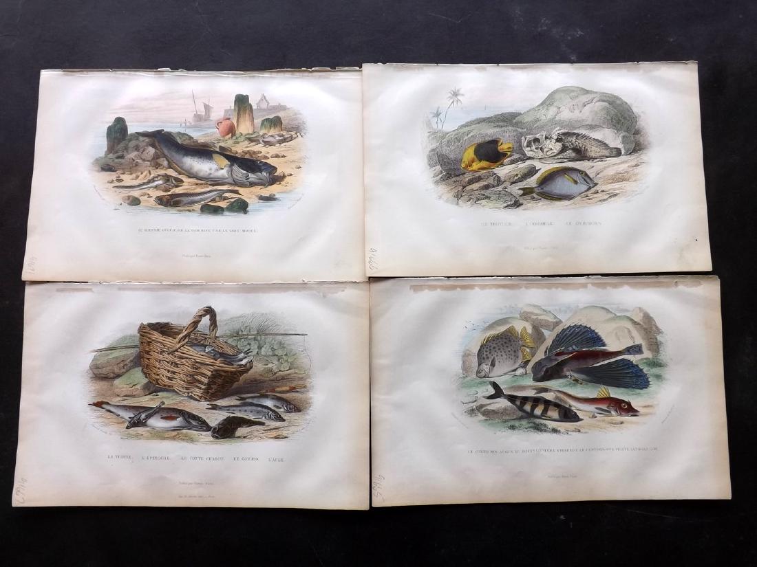 Lacepede, Bernard 1881 Lot of 8 Hand Col Fish Prints: Steel Engraving/Etchings Published 1876-81, Paris for "Histoire Naturelle de Lacepede" by Bernard Germain de Lacepede, Georges Cuvier and A. G. Desmarest. Illustrated by Edouard Travies. Fine hand col
