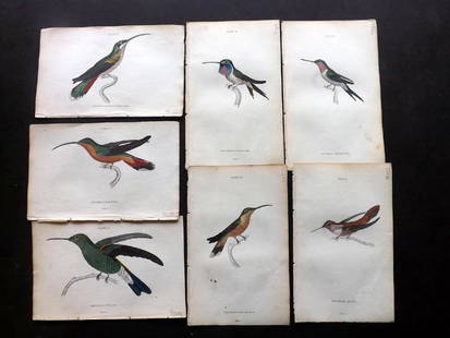 Jardine, William C1840 Lot of 12 HC Hummingbird Prints: Hand Coloured Steel Engraving/Etchings Published 1833-43 by W.H.Lizars, Edinburgh for "The Naturalist's Library" by Sir William Jardine. Fine hand colour as issued. Paper Size: 6.5 x 4.25 inch (17 x 1