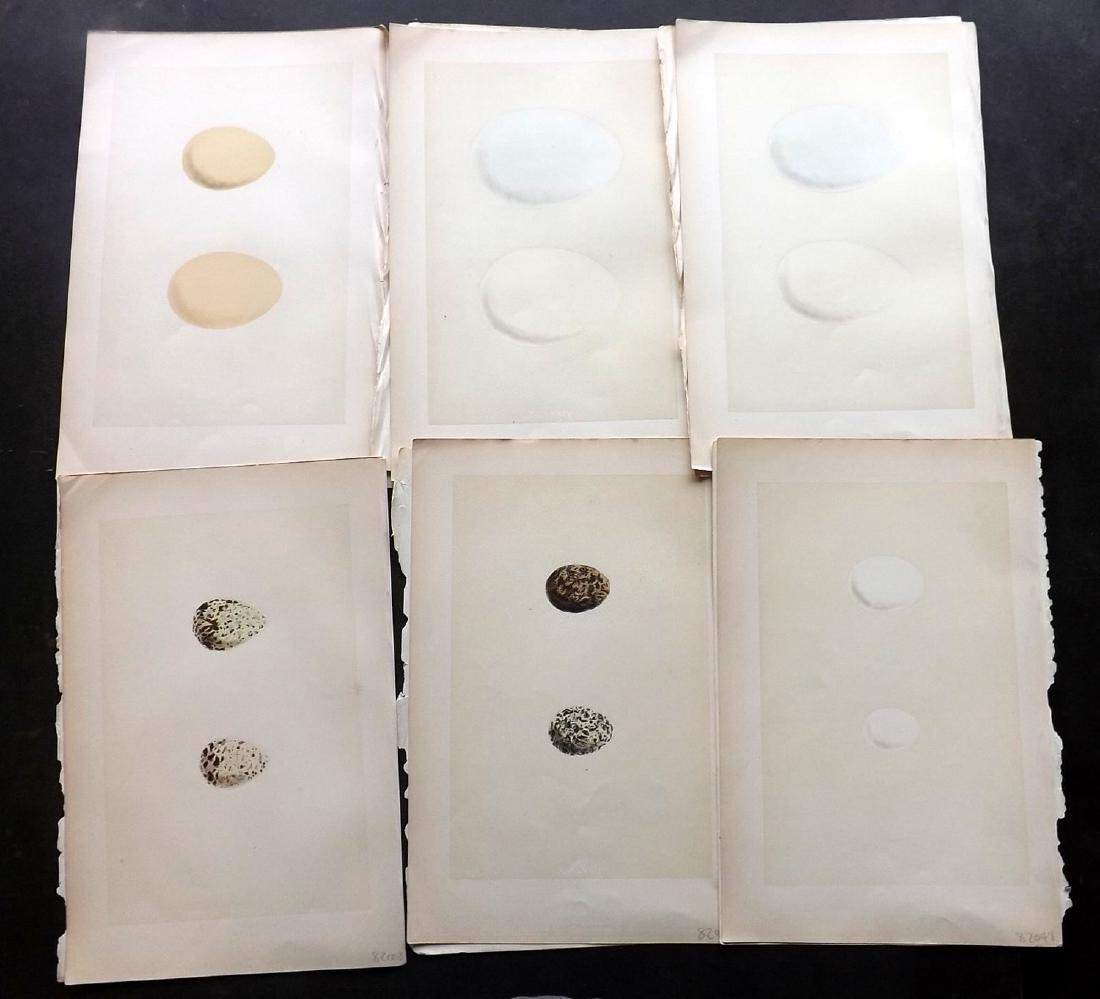 Morris, Rev Francis Orpen 1871 Lot of 6 Bird Egg Prints: Woodblocks Published 1870-71, London for "A Natural History of the Nests & Eggs of British Birds" By Rev. Francis Orpen Morris, printed Benjamin Fawcett. Printed in colours and finished by hand. With 