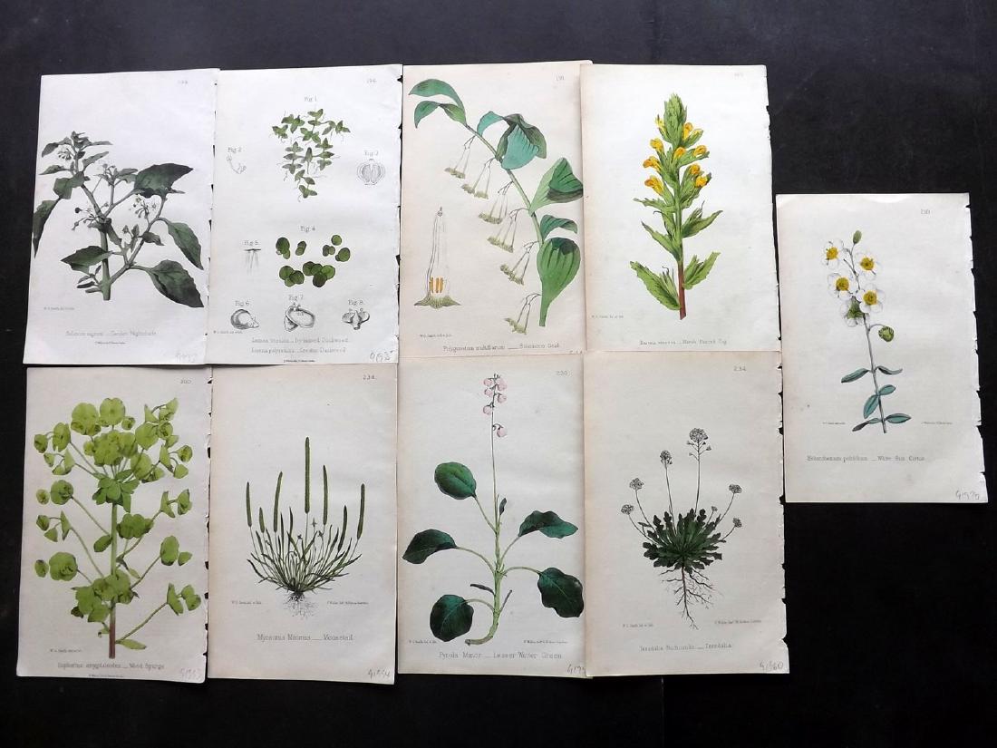 Hogg & Johnson C1870 Lot of 9 HCol Botanical Prints (1 of 2)
