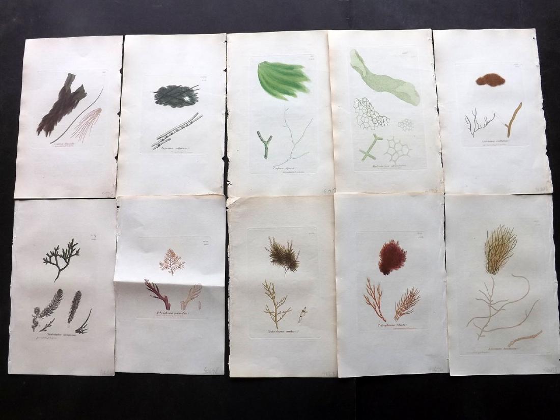 Sowerby, James 1846 Lot of 11 HC Seaweed Prints: Hand Coloured Etchings Published London, 1846 for "English Botany; or, Coloured Figures of British Plants…" Second Edition by James Sowerby and Edward Smith. Paper Size: 9 x 5.5 inch (23 x 14cm) Goo