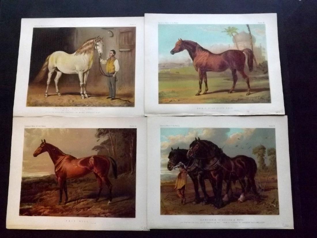 Sidney, Samuel 1881 Lot of 6 Horse Prints: Chromolithographs Published 1879-81 by Cassell, Petter, Galpin & Co., London for "The Book of the Horse" by Samuel Sidney. Paper Size: 10.5 x 8 inch (27 x 21cm) Good Condition