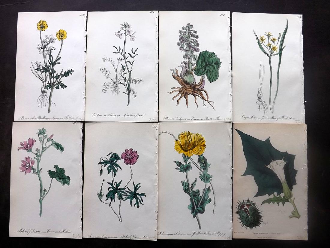 Hogg & Johnson C1870 Lot of 10 HCol Botanical Prints: Hand Coloured Lithographs Published 1863-1880, London for "The Wild Flowers of Great Britain" by Robert Hogg & George W. Johnson. Paper Size: 8.5 x 5.5 inch (22 x 14cm) Good Condition
