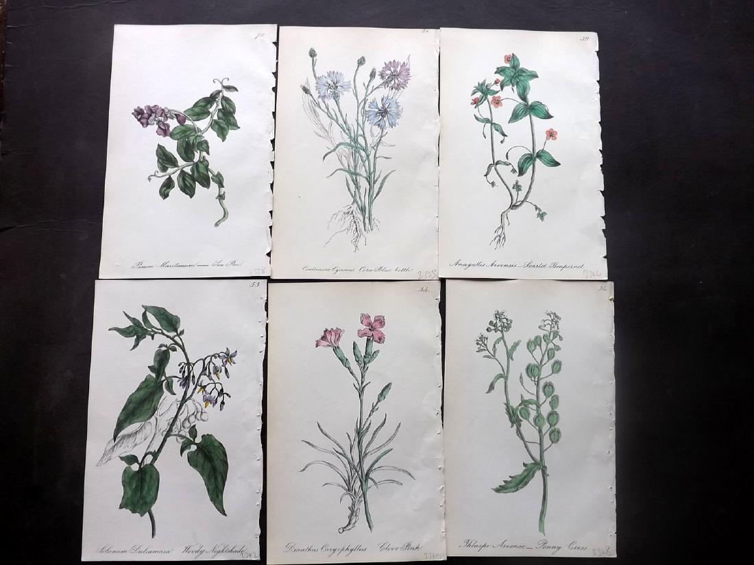 Hogg & Johnson C1870 Lot of 7 HC Botanicals. Tulip etc: Hand Coloured Lithographs Published 1863-1880, London for "The Wild Flowers of Great Britain" by Robert Hogg & George W. Johnson. Paper Size: 8.5 x 5.5 inch (22 x 14cm) Good Condition