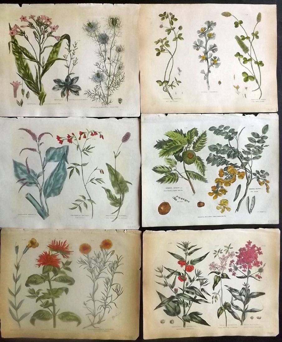 Green, Thomas 1820 Lot of 6 HCol Botanical Prints (1 of 2)