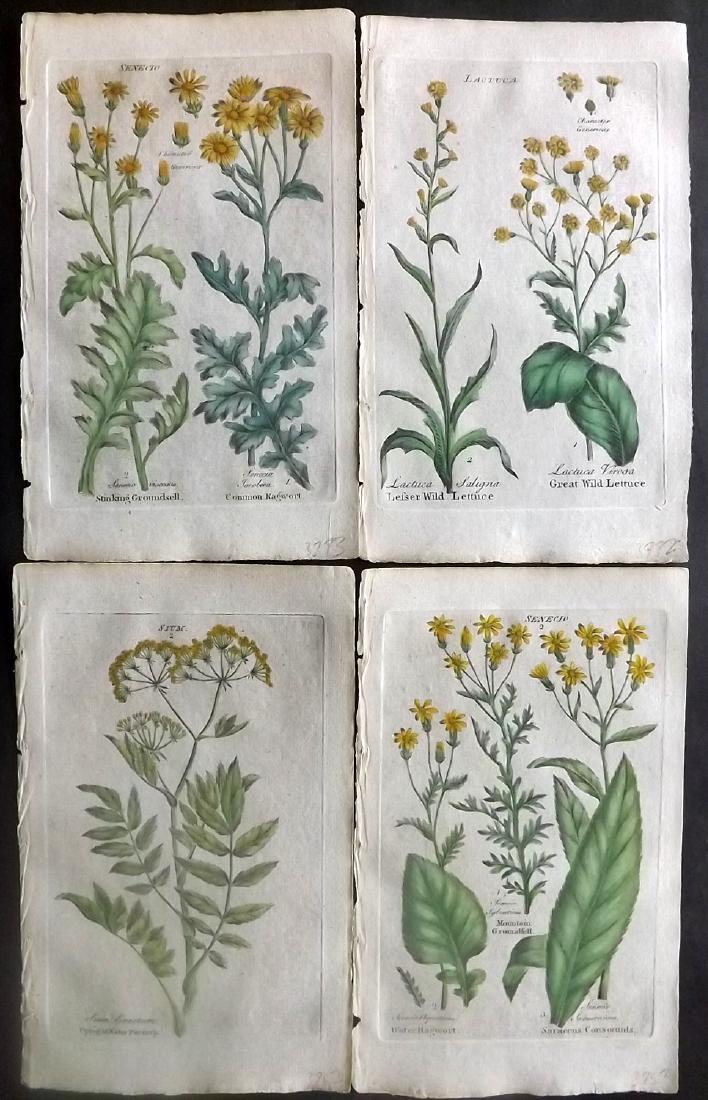 Hill & Culpeper 1792 Lot of 4 Hand Col Botanical Prints (1 of 2)
