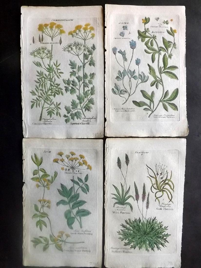 Hill & Culpeper 1792 Lot of 4 Hand Col Botanical Prints (1 of 2)