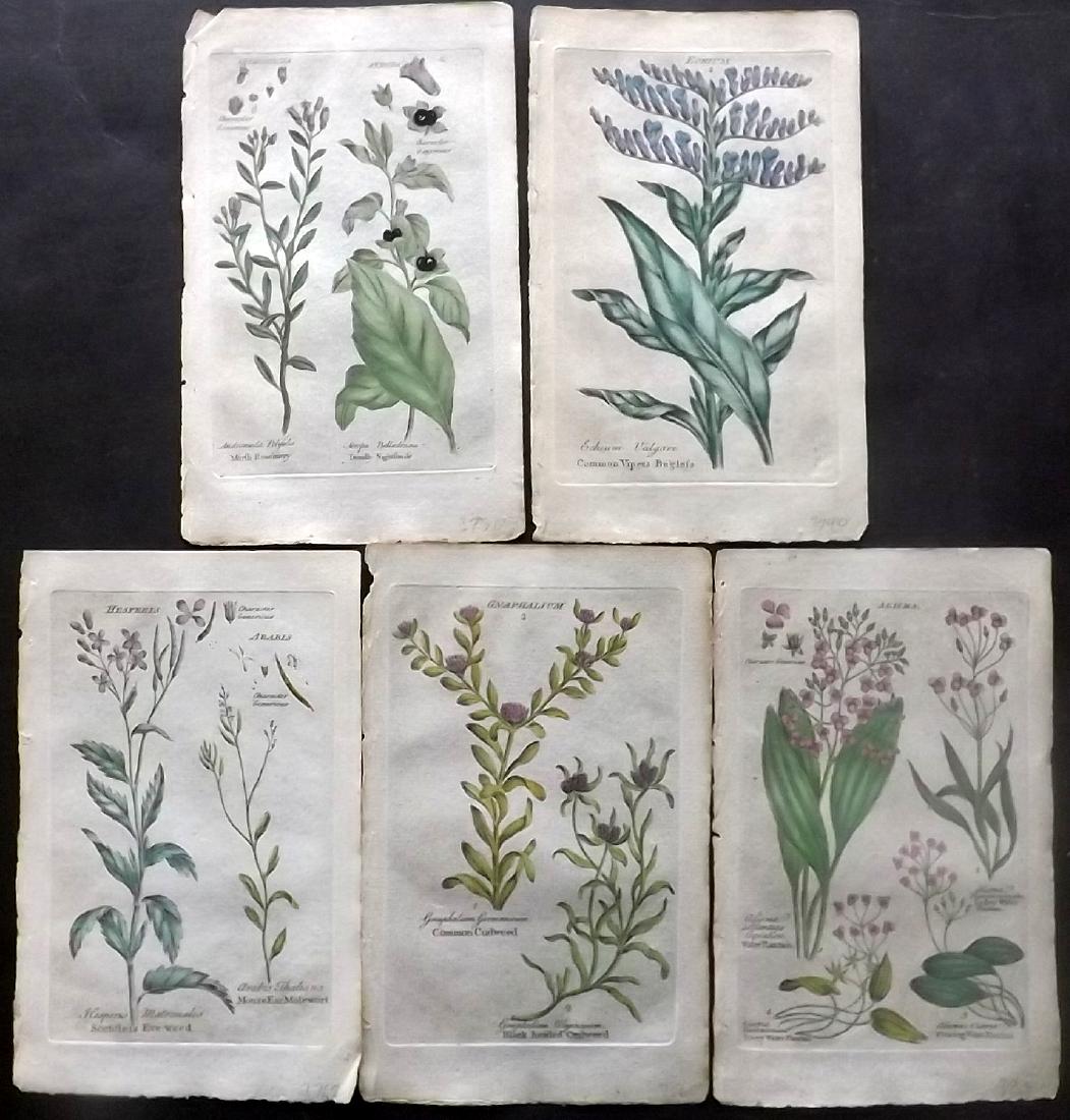 Hill & Culpeper 1792 Lot of 5 Hand Col Botanical Prints (1 of 2)
