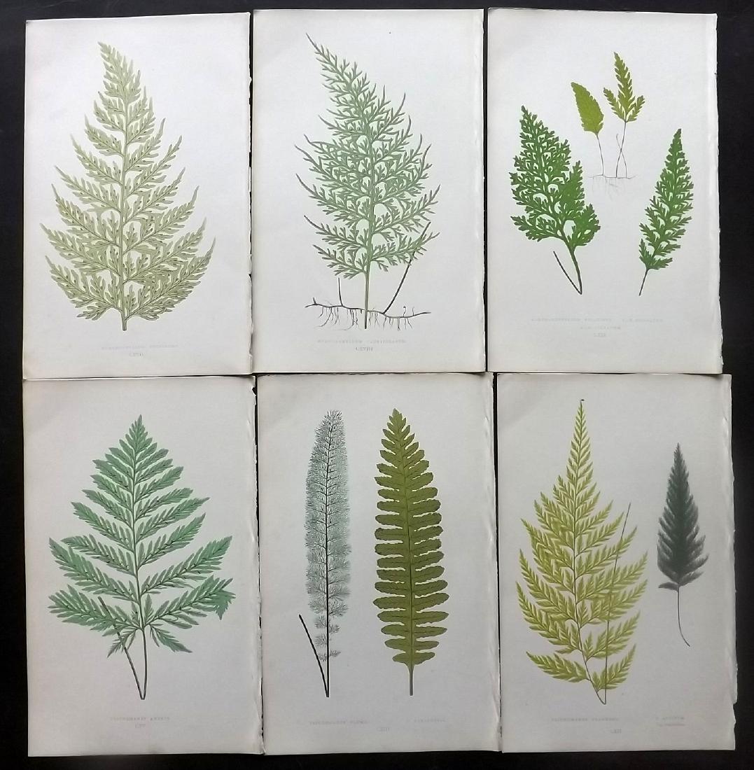 Lowe, Edward 1865 Lot of 6 Botanical Fern Prints: Woodblocks Published 1865, London for "A Natural History of New and Rare Ferns" by Edward Lowe. Paper Size: 10 x 6.5 inch (25 x 16.5cm) Good condition