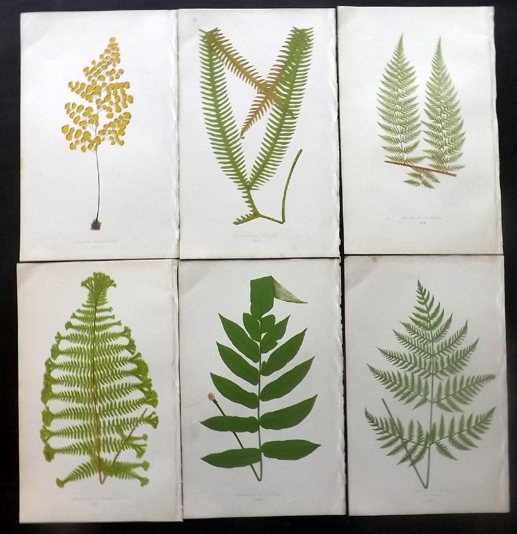 Lowe, Edward 1865 Lot of 6 Botanical Fern Prints: Woodblocks Published 1865, London for "A Natural History of New and Rare Ferns" by Edward Lowe. Paper Size: 10 x 6.5 inch (25 x 16.5cm) Good condition