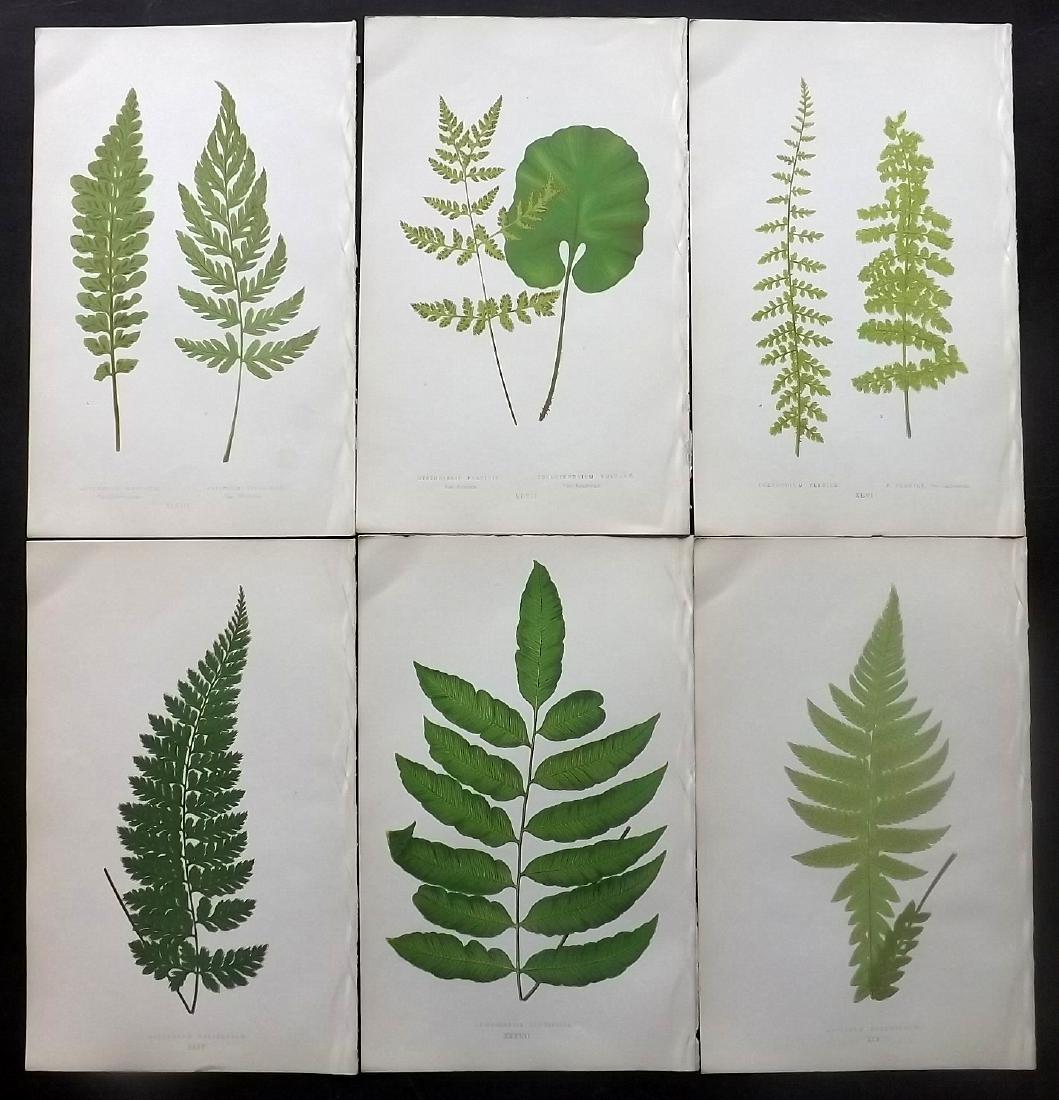 Lowe, Edward 1865 Lot of 6 Botanical Fern Prints: Woodblocks Published 1865, London for "A Natural History of New and Rare Ferns" by Edward Lowe. Paper Size: 10 x 6.5 inch (25 x 16.5cm) Good condition