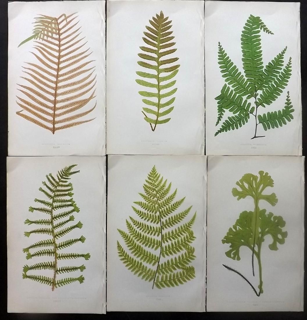 Lowe, Edward 1865 Lot of 6 Botanical Fern Prints: Woodblocks Published 1865, London for "A Natural History of New and Rare Ferns" by Edward Lowe. Paper Size: 10 x 6.5 inch (25 x 16.5cm) Good condition