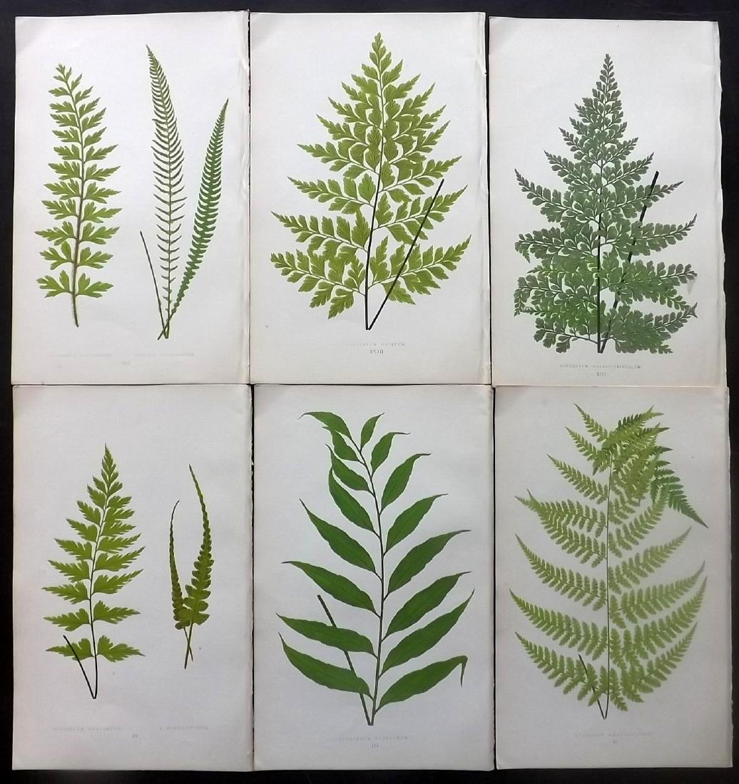 Lowe, Edward 1865 Lot of 6 Botanical Fern Prints: Woodblocks Published 1865, London for "A Natural History of New and Rare Ferns" by Edward Lowe. Paper Size: 10 x 6.5 inch (25 x 16.5cm) Good condition
