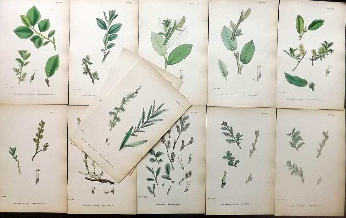 Sowerby, James 1883 Lot of 12 Hand Col Botanical Prints (1 of 2)