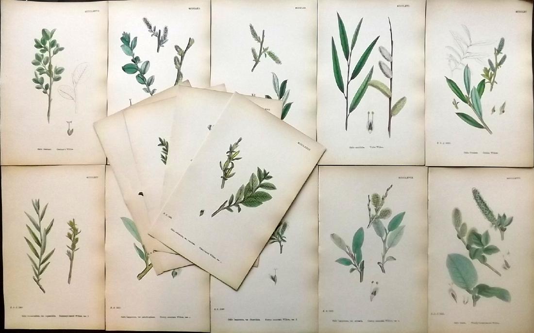 Sowerby, James 1883 Lot of 14 Hand Col Botanical Prints (1 of 2)