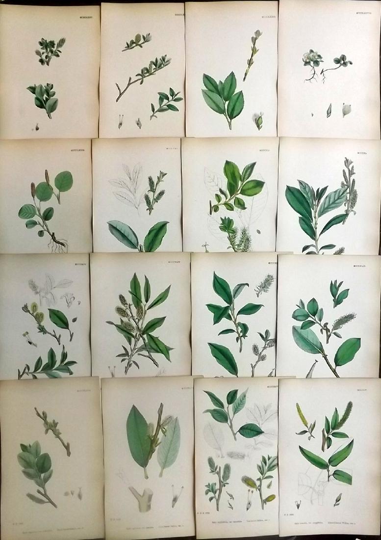 Sowerby, James 1883 Lot of 16 Hand Col Botanical Prints (1 of 2)