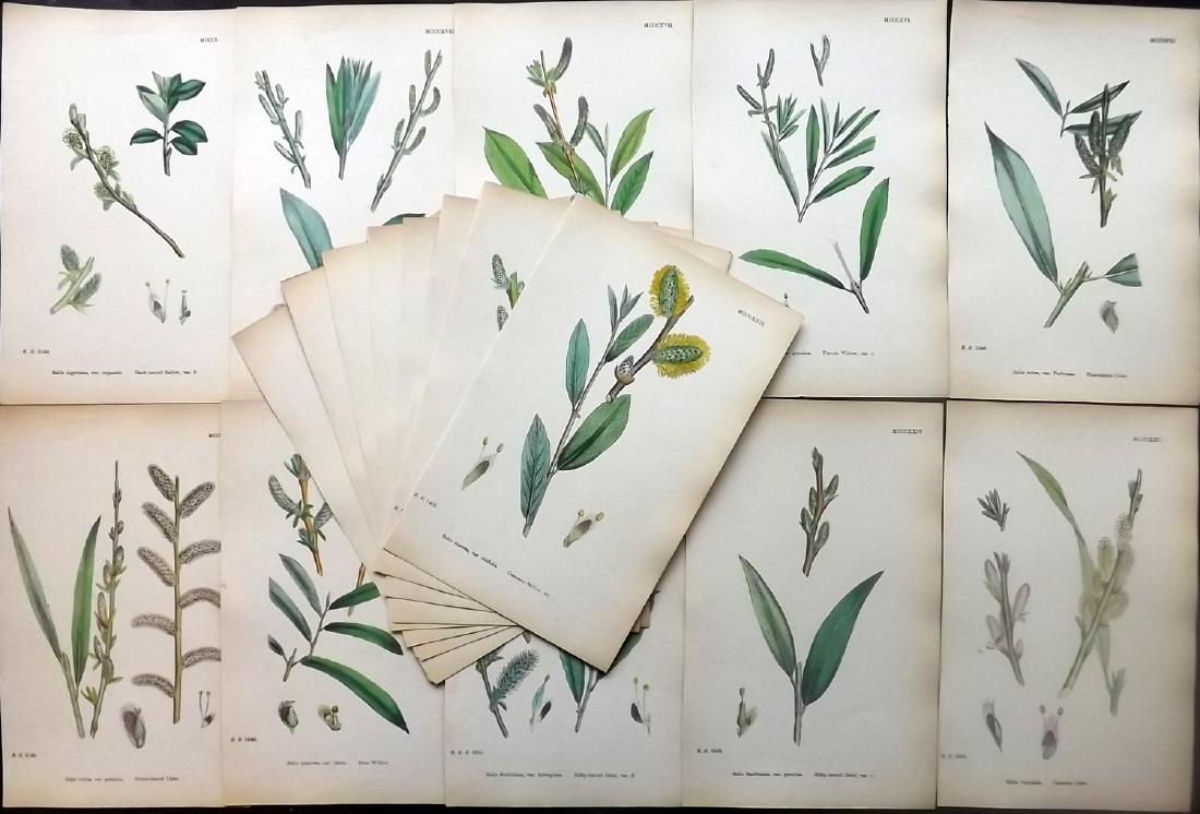 Sowerby, James 1883 Lot of 18 Hand Col Botanical Prints (1 of 2)