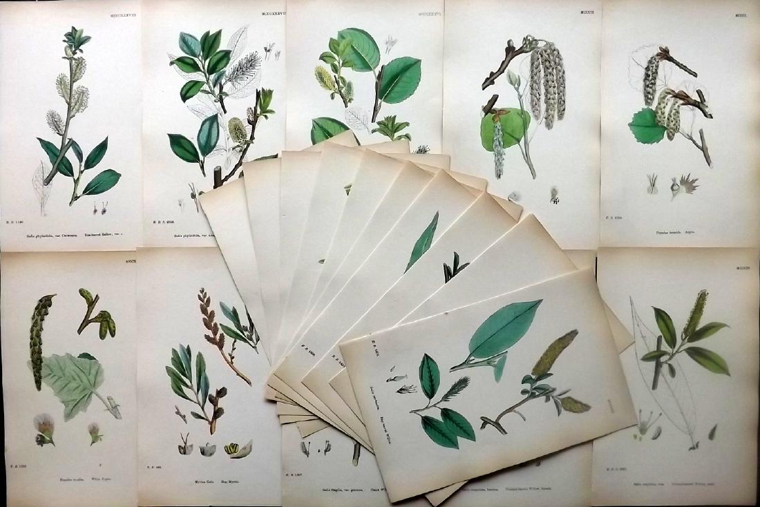 Sowerby, James 1883 Lot of 20 Hand Col Botanical Prints (1 of 2)