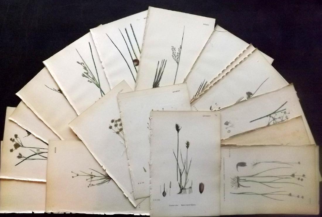Sowerby, James 1883 Lot of 26 Hand Col Botanical Prints (1 of 3)