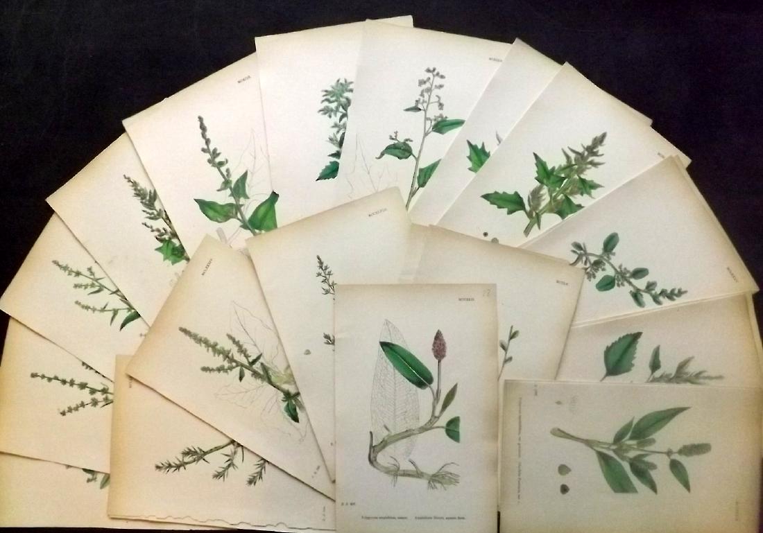 Sowerby, James 1883 Lot of 28 Hand Col Botanical Prints (1 of 2)