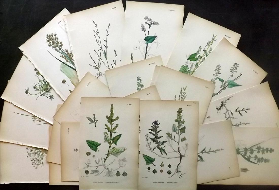 Sowerby, James 1883 Lot of 30 Hand Col Botanical Prints (1 of 3)