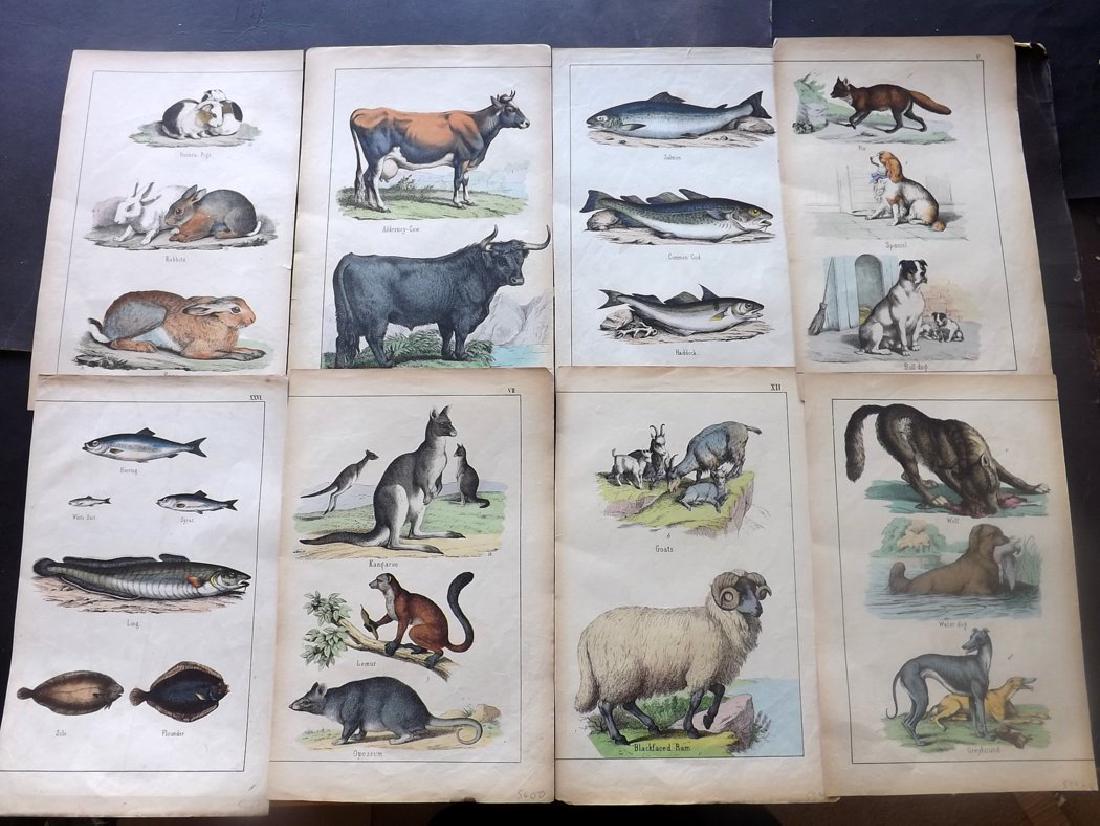 White, Adam 1860 Lot of 11 Hand Col Animal Prints (1 of 3)