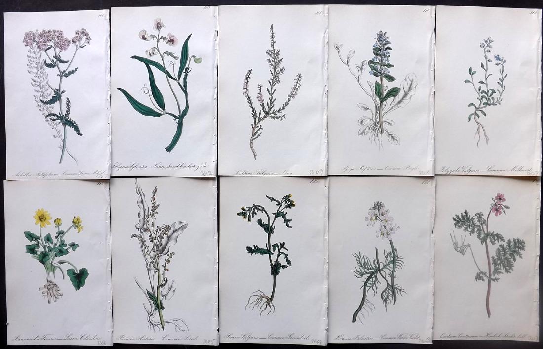 Hogg & Johnson C1870 Lot of 10 HCol Botanical Prints: Hand Coloured Lithographs Published 1863-1880, London for "The Wild Flowers of Great Britain" by Robert Hogg & George W. Johnson. Paper Size: 8.5 x 5.5 inch (22 x 14cm) Good Condition