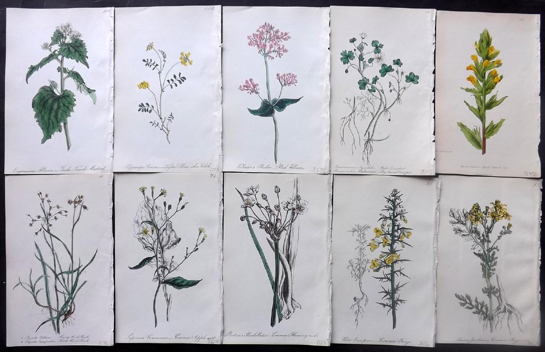 Hogg & Johnson C1870 Lot of 10 HCol Botanical Prints: Hand Coloured Lithographs Published 1863-1880, London for "The Wild Flowers of Great Britain" by Robert Hogg & George W. Johnson. Paper Size: 8.5 x 5.5 inch (22 x 14cm) Good Condition