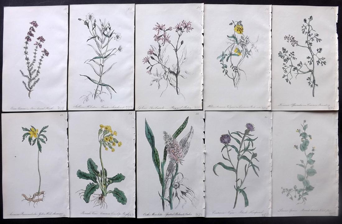 Hogg & Johnson C1870 Lot of 10 HCol Botanical Prints: Hand Coloured Lithographs Published 1863-1880, London for "The Wild Flowers of Great Britain" by Robert Hogg & George W. Johnson. Paper Size: 8.5 x 5.5 inch (22 x 14cm) Good Condition