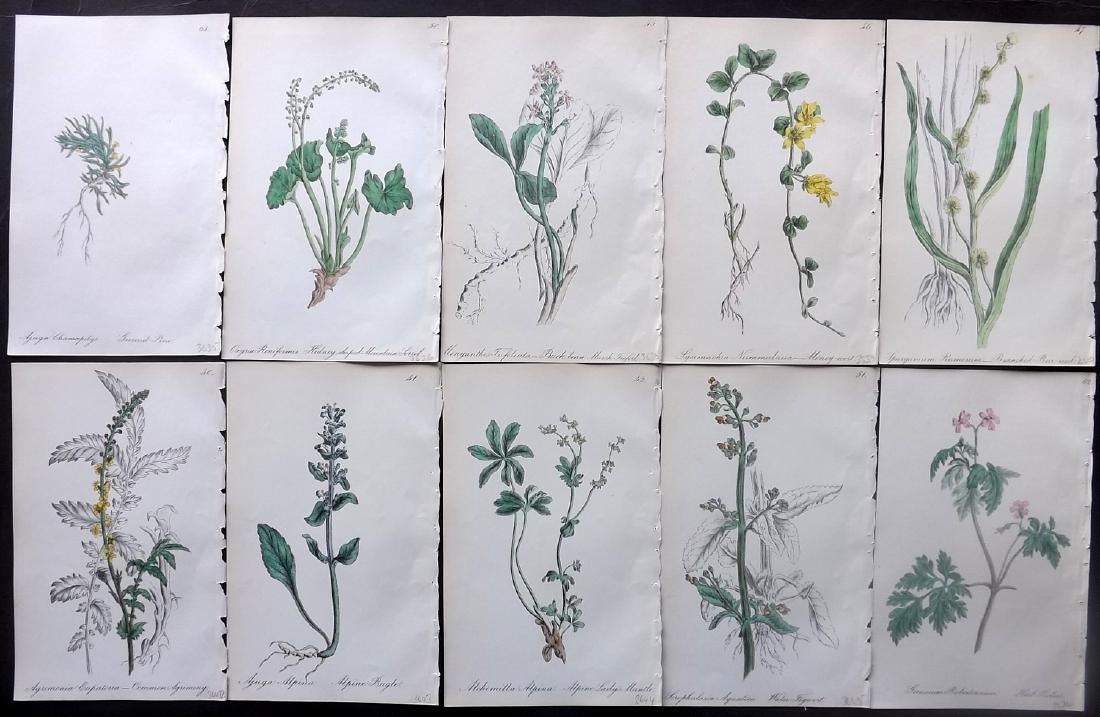 Hogg & Johnson C1870 Lot of 10 HCol Botanical Prints: Hand Coloured Lithographs Published 1863-1880, London for "The Wild Flowers of Great Britain" by Robert Hogg & George W. Johnson. Paper Size: 8.5 x 5.5 inch (22 x 14cm) Good Condition