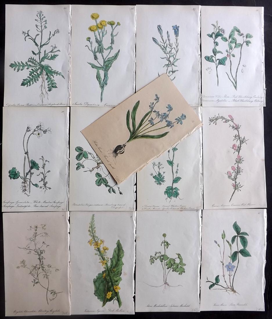 Hogg & Johnson C1870 Lot of 13 HCol Botanical Prints: Hand Coloured Lithographs Published 1863-1880, London for "The Wild Flowers of Great Britain" by Robert Hogg & George W. Johnson. Paper Size: 8.5 x 5.5 inch (22 x 14cm) Good Condition