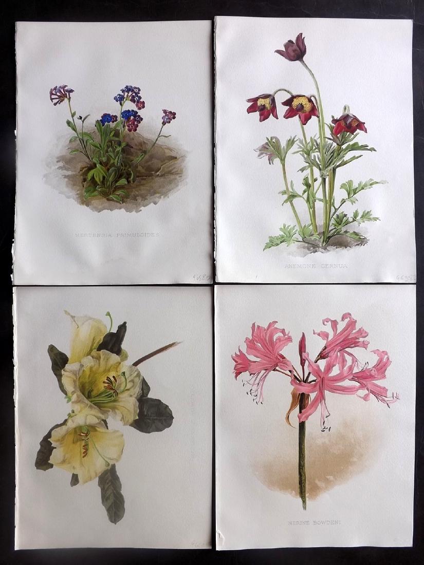 Moon, H. G. 1903 Lot of 4 Botanical Prints. Anemone etc (1 of 2)