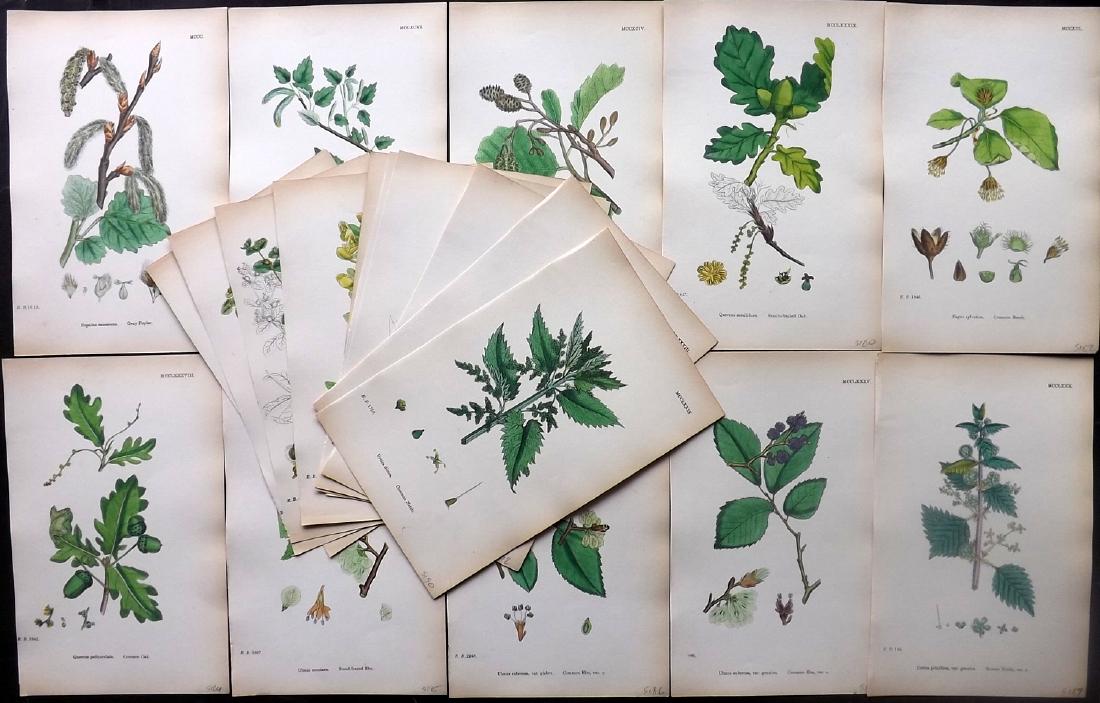 Sowerby, James 1883 Lot of 20 Hand Col Botanical Prints (1 of 3)
