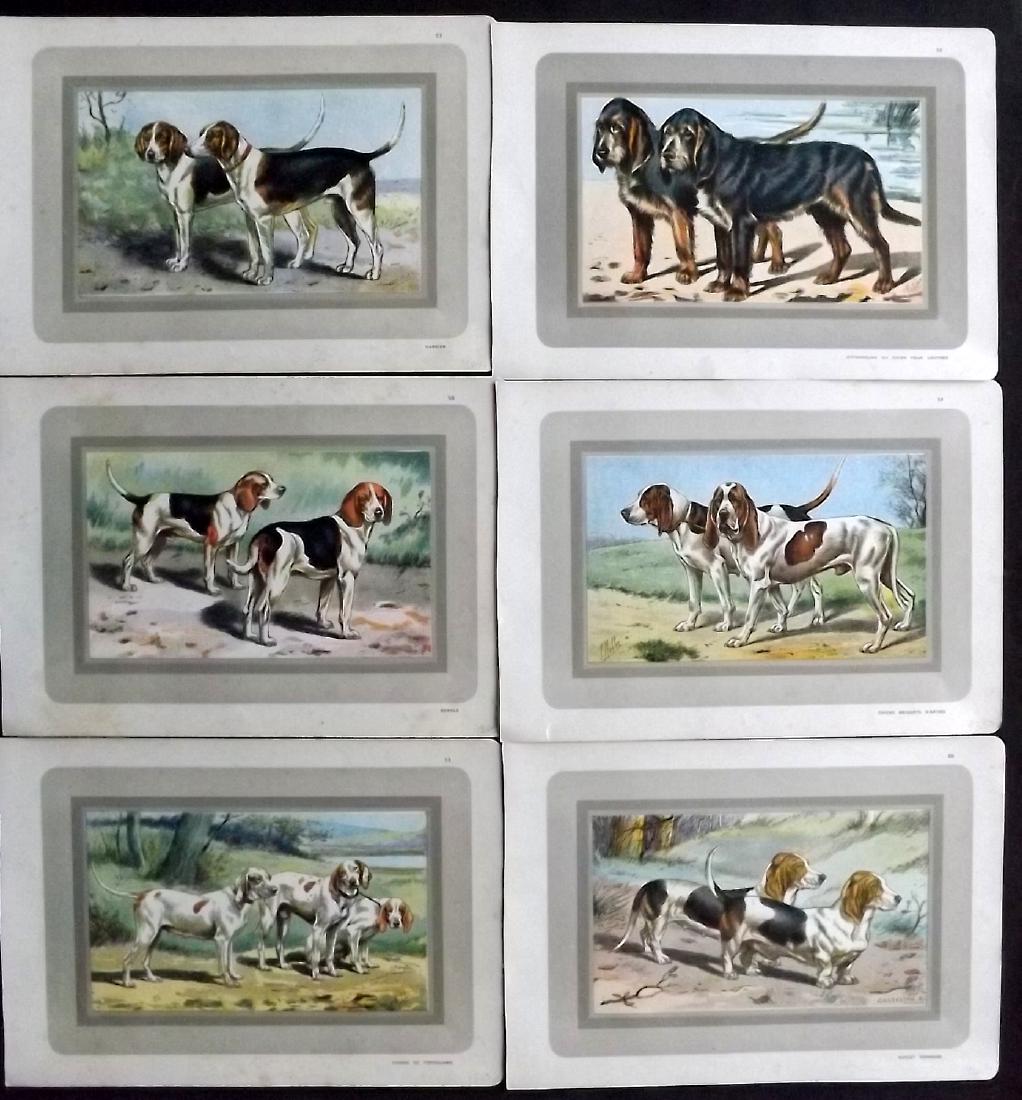 Mahler, P. 1931 Group of 6 Dog Prints: Colour Printed Photogavures Published 1931, Paris for "Les Chiens de Chasse" Illustrated by P. Mahler. Paper Size: 11 x 7.5 inch (28 x 19cm) Minor margin toning. Good Condition