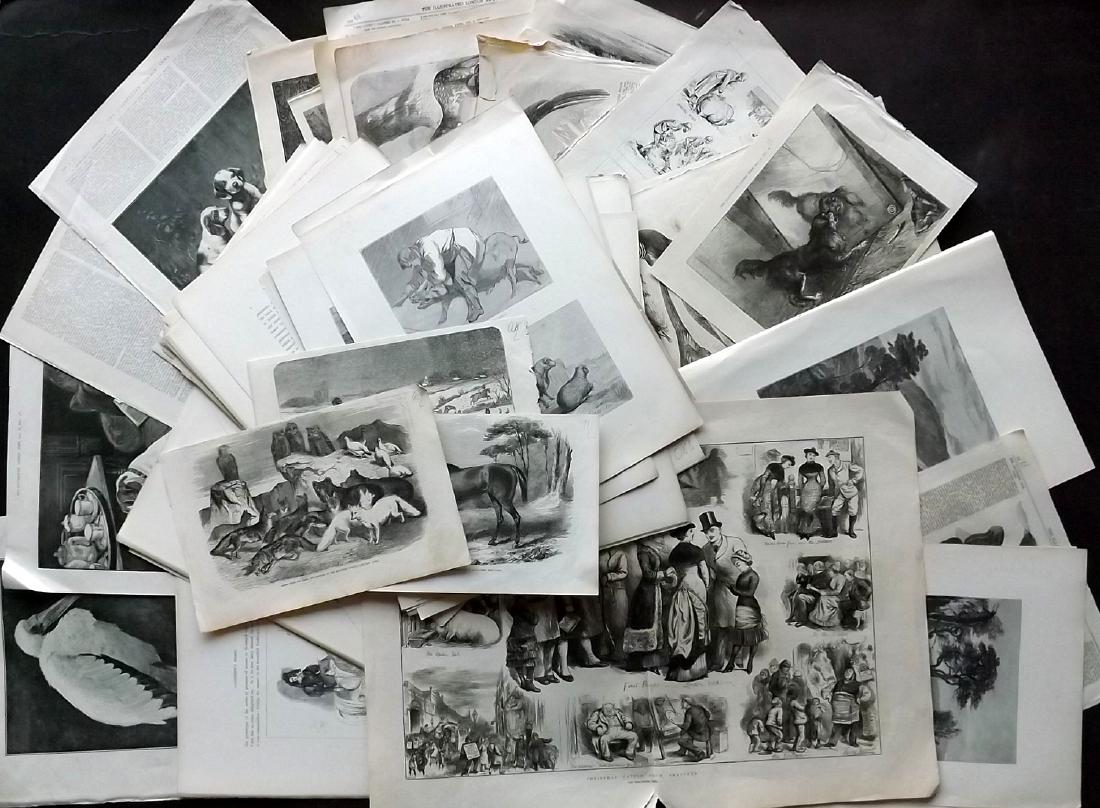 Natural History 19th Cent Lot of 100 Illustrated Sheets (1 of 6)