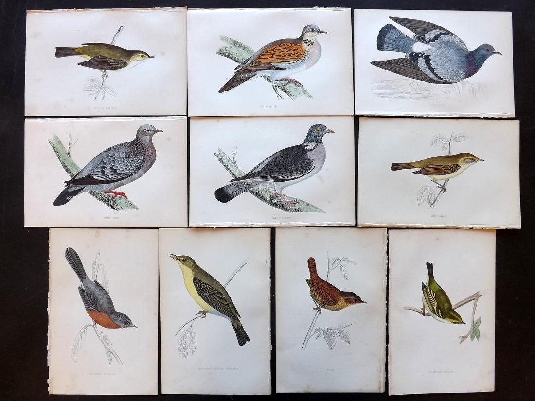 Morris, Francis Orpen 1867 Lot of 10 HCol Bird Prints: Woodblock Published 1863-67, London for "A History of British Birds" by the Rev. F. O. Morris. Printed in colours and finished by Benjamin Fawcett. Paper Size: 7.5 x 5 inch (19 x 14cm) Good condition