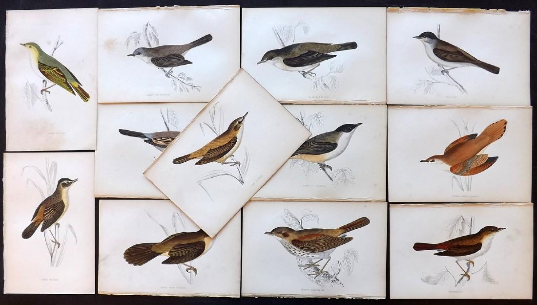 Morris, Francis Orpen 1867 Lot of 12 HCol Bird Prints: Woodblock Published 1863-67, London for "A History of British Birds" by the Rev. F. O. Morris. Printed in colours and finished by Benjamin Fawcett. Paper Size: 7.5 x 5 inch (19 x 14cm) Good condition
