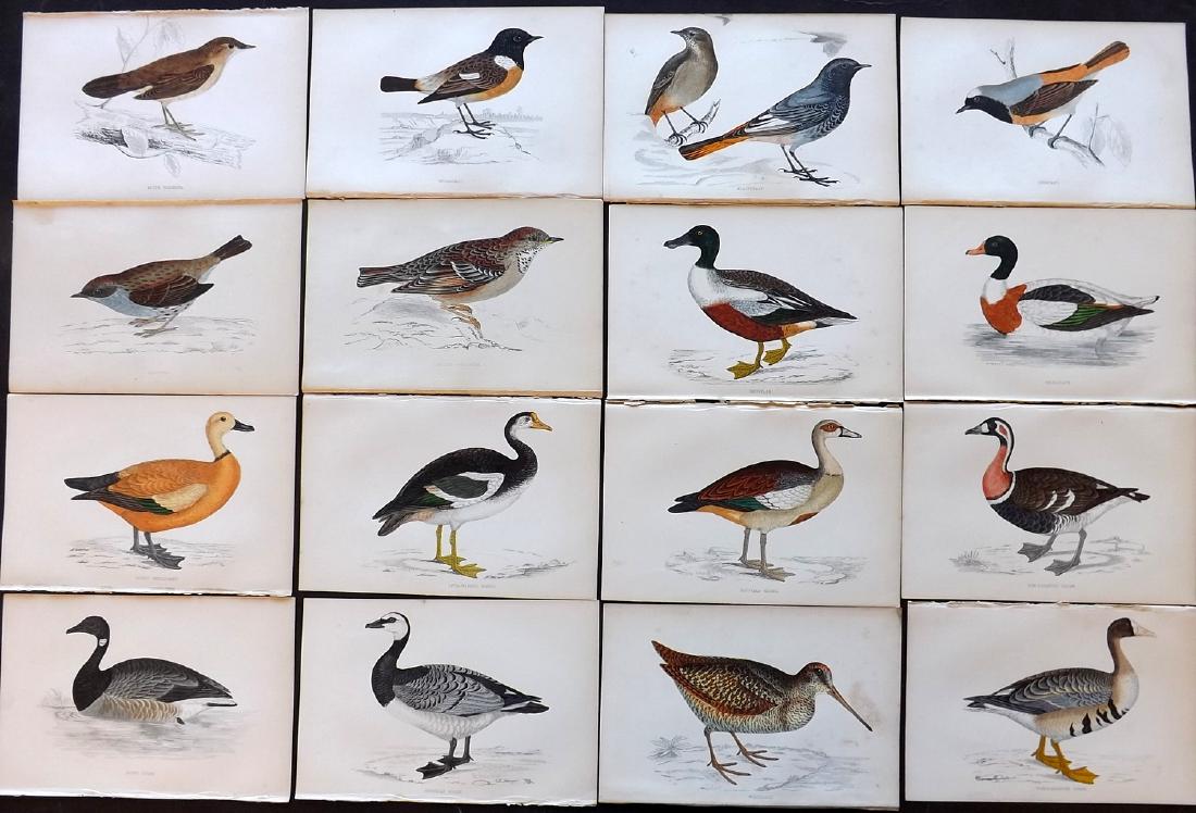 Morris, Francis Orpen 1867 Lot of 16 HCol Bird Prints: Woodblock Published 1863-67, London for "A History of British Birds" by the Rev. F. O. Morris. Printed in colours and finished by Benjamin Fawcett. Paper Size: 7.5 x 5 inch (19 x 14cm) Good condition