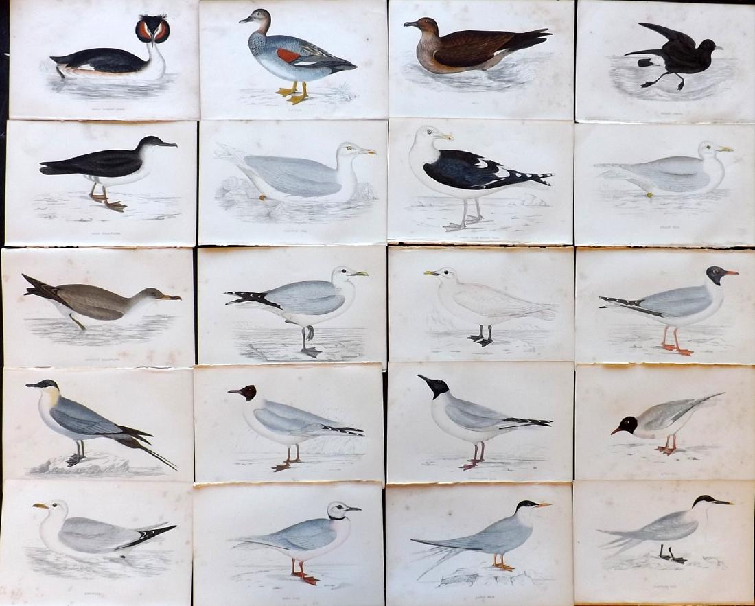 Morris, Francis Orpen 1867 Lot of 20 HCol Bird Prints: Woodblock Published 1863-67, London for "A History of British Birds" by the Rev. F. O. Morris. Printed in colours and finished by Benjamin Fawcett. Paper Size: 7.5 x 5 inch (19 x 14cm) Some background