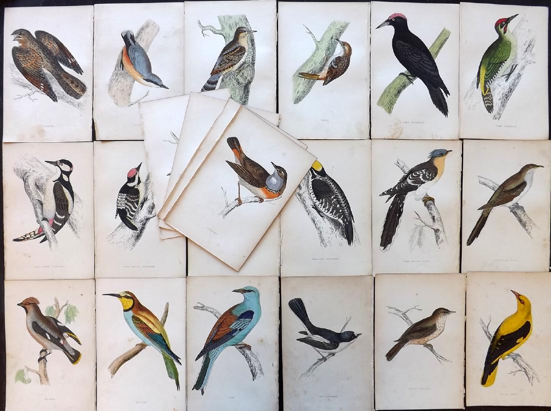 Morris, Francis Orpen 1867 Lot of 22 HCol Bird Prints: Woodblock Published 1863-67, London for "A History of British Birds" by the Rev. F. O. Morris. Printed in colours and finished by Benjamin Fawcett. Paper Size: 7.5 x 5 inch (19 x 14cm) Good condition