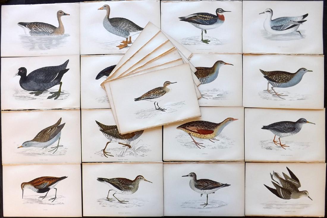 Morris, Francis Orpen 1867 Lot of 24 HCol Bird Prints: Woodblock Published 1863-67, London for "A History of British Birds" by the Rev. F. O. Morris. Printed in colours and finished by Benjamin Fawcett. Paper Size: 7.5 x 5 inch (19 x 14cm) Good condition