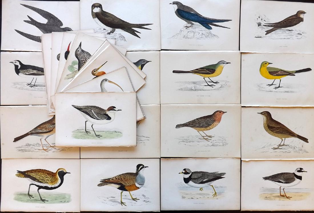 Morris, Francis Orpen 1867 Lot of 40 HCol Bird Prints: Woodblock Published 1863-67, London for "A History of British Birds" by the Rev. F. O. Morris. Printed in colours and finished by Benjamin Fawcett. Paper Size: 7.5 x 5 inch (19 x 14cm) Good condition