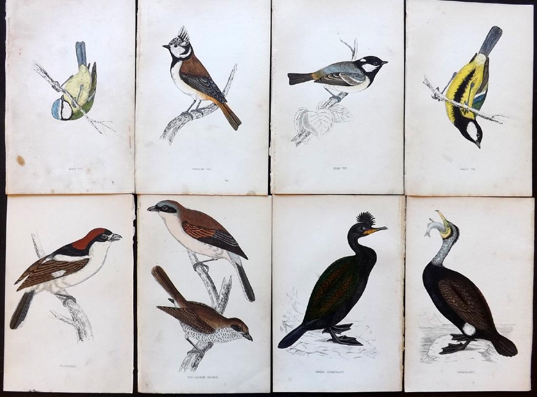 Morris, Francis Orpen 1867 Lot of 8 HCol Bird Prints: Woodblock Published 1863-67, London for "A History of British Birds" by the Rev. F. O. Morris. Printed in colours and finished by Benjamin Fawcett. Paper Size: 7.5 x 5 inch (19 x 14cm) Minor backgroun