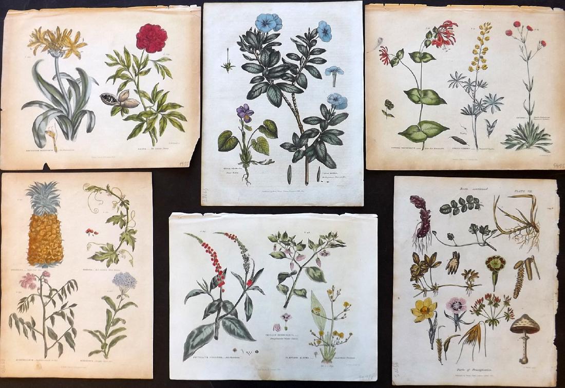 Green, Thomas 1820 Lot of 6 HCol Botanical Prints (1 of 2)