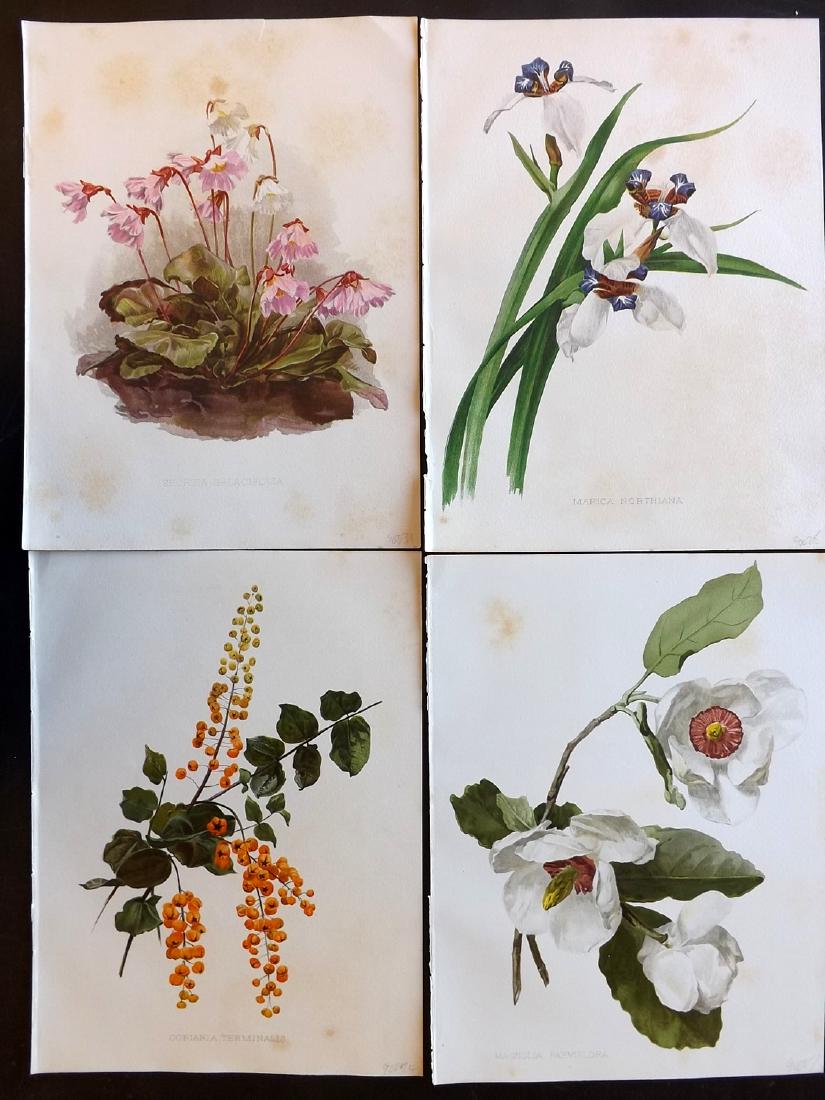 Moon, H. G. 1903 Lot of 4 Botanical Prints Magnolia etc (1 of 2)